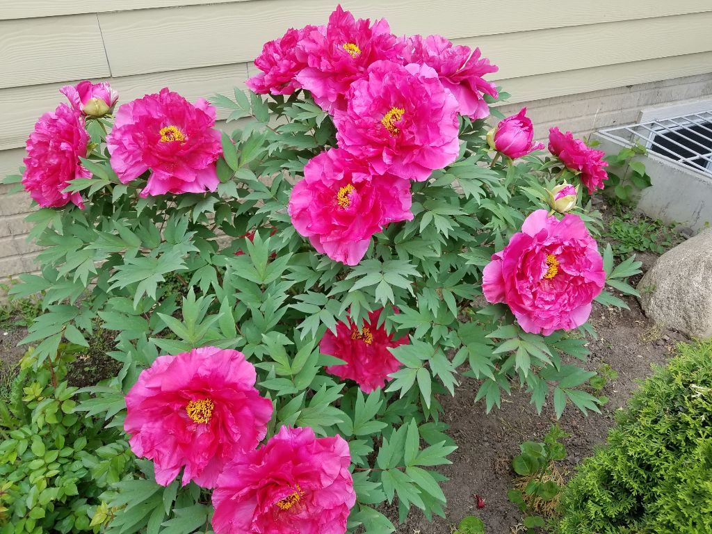 Lenas Gentle Care Morgan Facility Flower Garden 2019