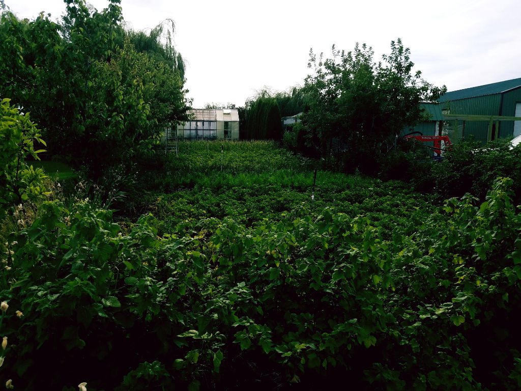 Lenas Gentle Care Morgan Facility Garden 2017