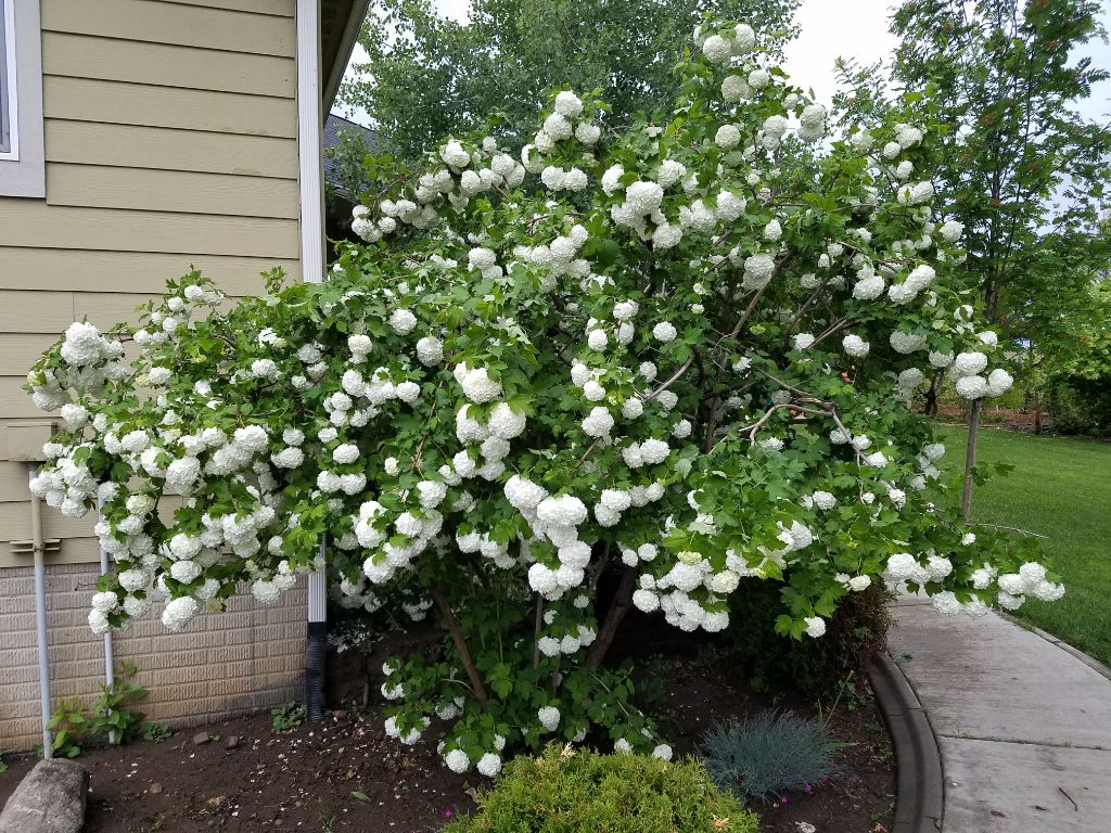 Lenas Gentle Care Morgan Facility Garden 2019