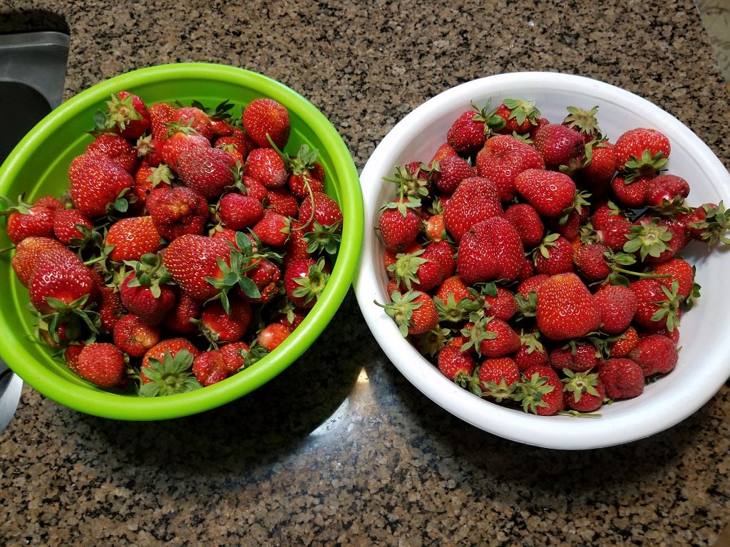 Lenas Gentle Care Morgan Facility Garden Strawberries 2017